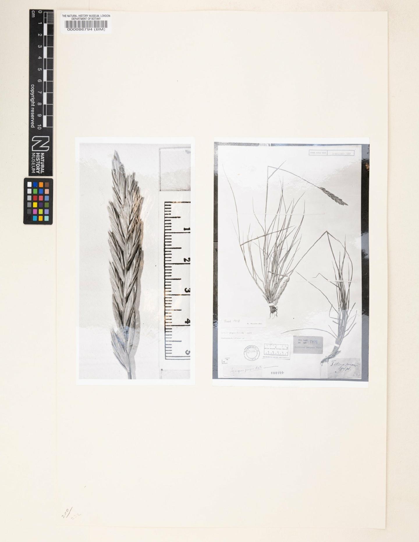 To NHMUK collection (Agropyron pungens (Pers.) Roem. & Schult.; Holotype; NHMUK:ecatalogue:4600602)