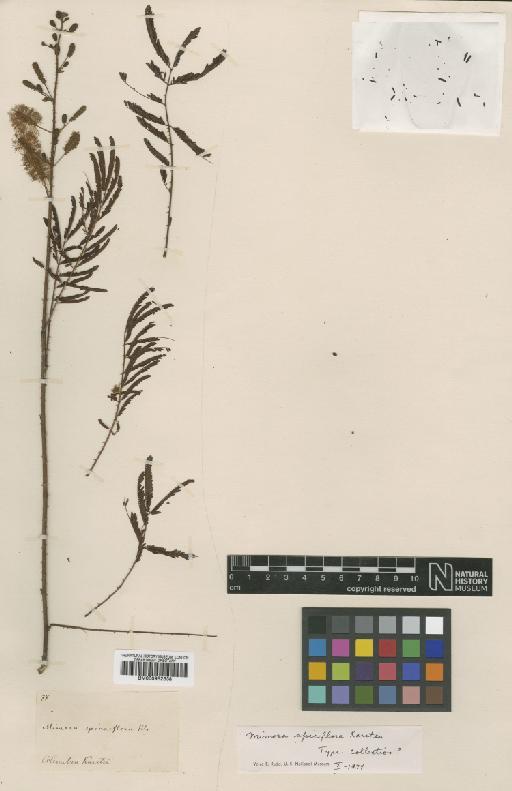 Mimosa spiciflora H.Karst. - BM000952338