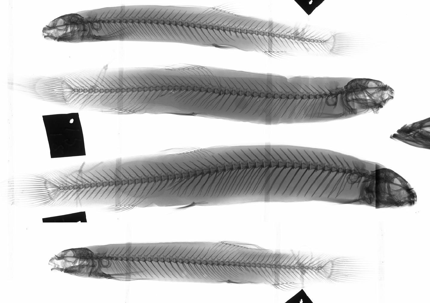 To NHMUK collection (Misgurnus anguillicaudatus (Cantor, 1842); SYNTYPES; NHMUK:ecatalogue:2577058)