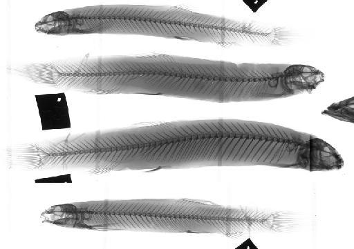 Misgurnus anguillicaudatus (Cantor, 1842) - BMNH 1843.7.21.15-18, SYNTYPES, Misgurnus anguillicaudatus, radiograph