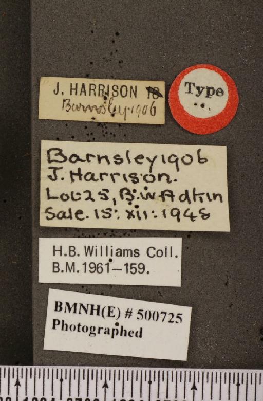 Anthocharis cardamines britannica ab. deaurata Williams, 1959 - BMNHE_500725_label_66663