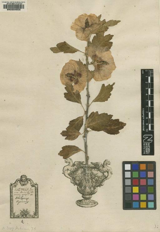 Hibiscus syriacus L. - BM000646503