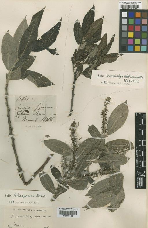 Salix eriostachya Wall. ex Andersson - BM000833490