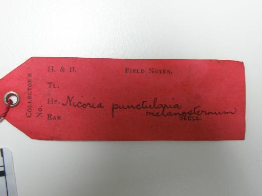 Rhinoclemmys melanosterna (Gray, 1801) - P7250339.JPG