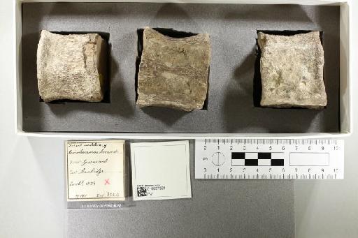 Cimoliasaurus bernardi (Owen, 1850) - 010037361_L010221844