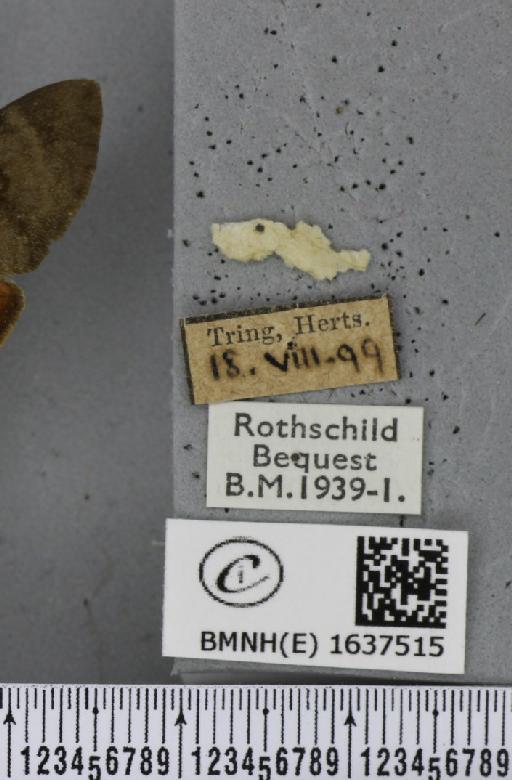 Macroglossum stellatarum (Linnaeus, 1758) - BMNHE_1637515_label_206199