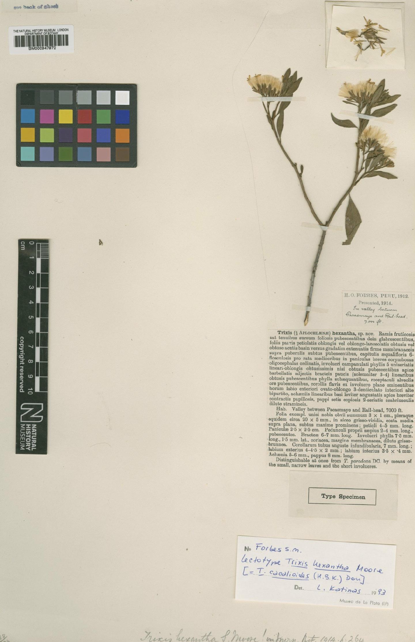 To NHMUK collection (Trixis cacalioides (Kunth) D.Don; Lectotype; NHMUK:ecatalogue:620718)