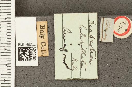 Diabrotica latevittata Baly, 1886 - BMNHE_1320299_label_18031