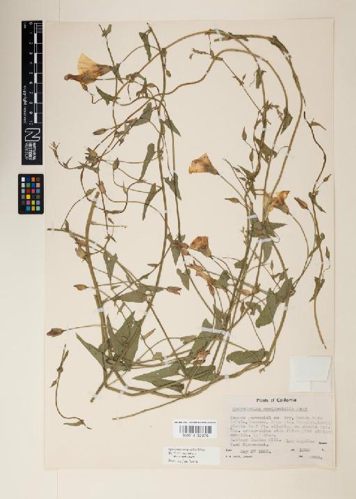 Calystegia arida - 014132976