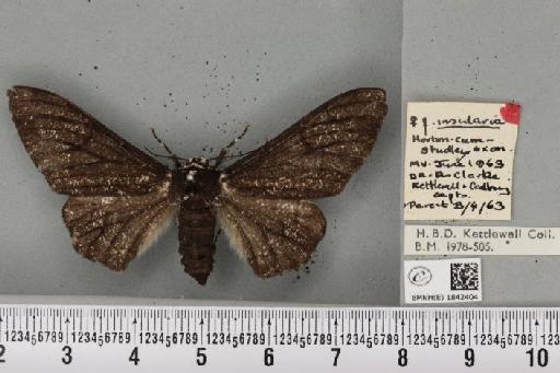 Biston betularia (Linnaeus, 1758) - BMNHE_1842404_411985