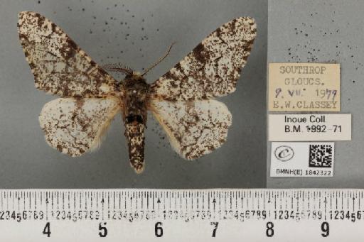 Biston betularia (Linnaeus, 1758) - BMNHE_1842322_413852