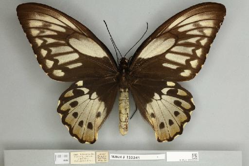 Ornithoptera priamus teucrus Joicey & Talbot, 1916 - 013603230__