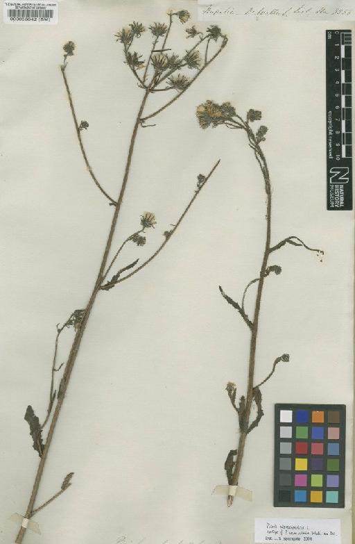 Picris hieracioides L. - BM000035542