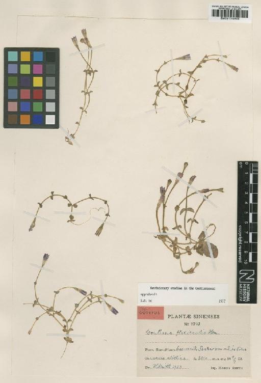 Gentiana flexicaulis Harry Sm. - BM001014648