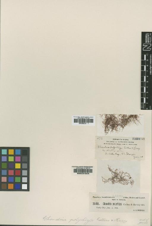 Chondria polyrhiza Collins & Herv. - BM000936117