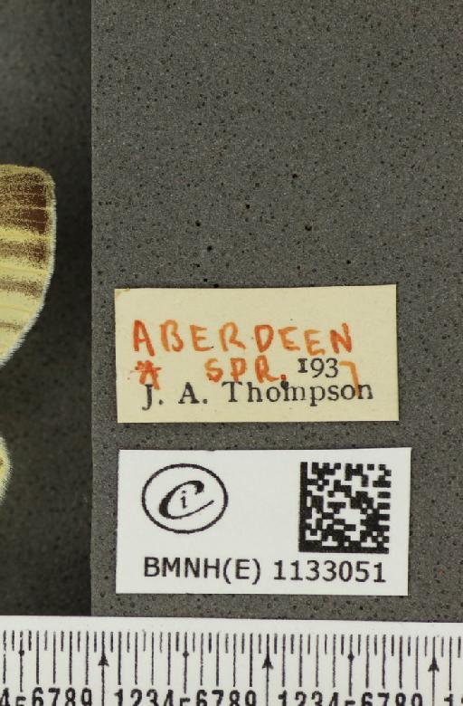 Pieris napi thompsoni ab. confluens Schima, 1910 - BMNHE_1133051_label_89608