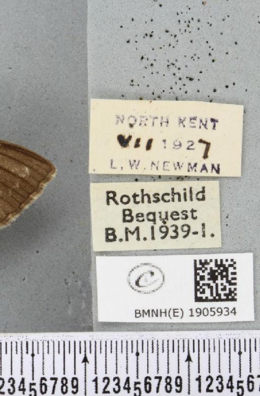 Peribatodes rhomboidaria (Denis & Schiffermüller, 1775) - BMNHE_1905934_label_470558