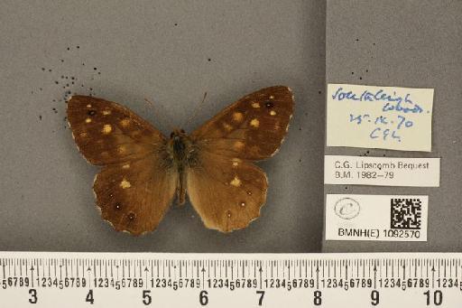 Pararge aegeria tircis ab. saturatior Crombrugghe, 1911 - BMNHE_1092570_3355