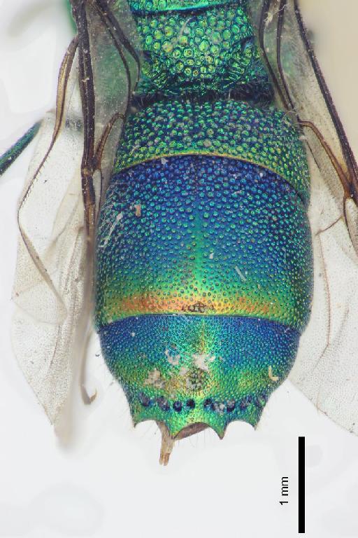 Chrysis tibetana Mocsary, A., 1914 - Chrysis_tibetana-BMNH(E)#970885_type-distal-2_5X