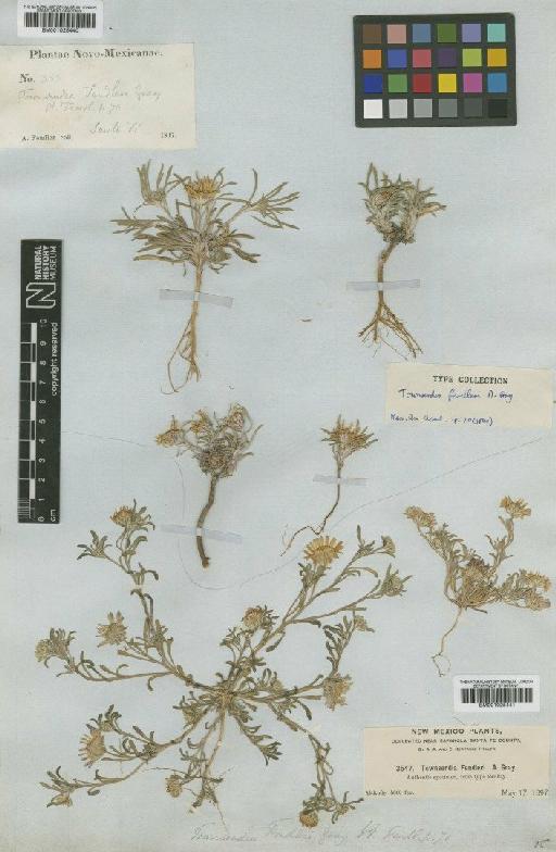 Townsendia fendleri A.Gray - BM001025441