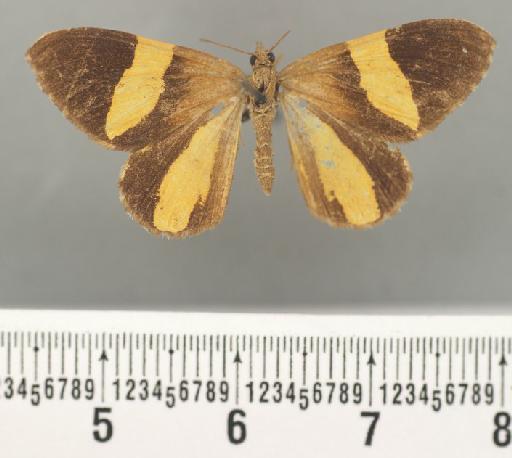Scordylia discordata Guenée in Boisduval & Guenée, 1858 - Scordulia discordata Guenee male syntype 1378773