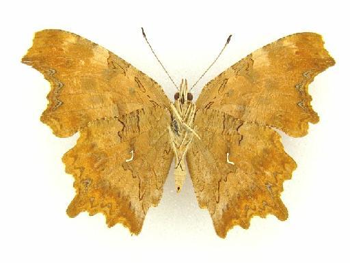 Polygonia extensa Leech - Polygonia extensa type female underside