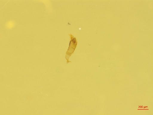 Scolytinae Latreille, 1804 - 010131972___6