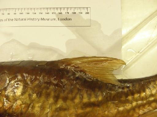 Barbus rhinoceros Copley, 1938 - BMNH 1936.12.22.35-39, Barbus mariae head, dorsal fin