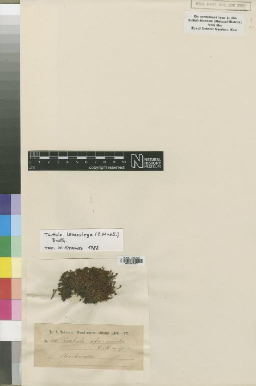 Syntrichia leucostega (Müll.Hal.) Zander - BM000878217_a