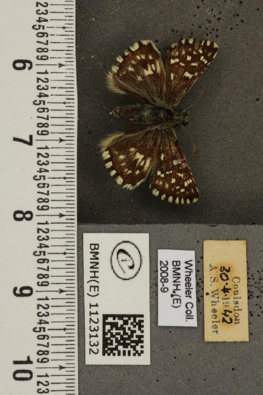 Pyrgus malvae (Linnaeus, 1758) - BMNHE_1123132_78005