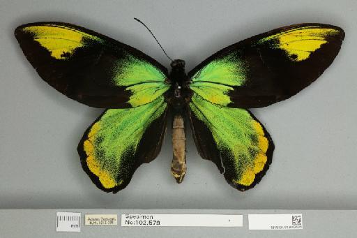 Ornithoptera victoriae regis Rothschild, 1895 - 013602505__