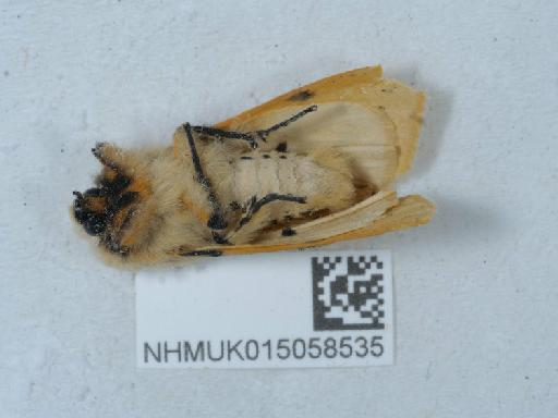 Spilosoma luteum - 015058535_3