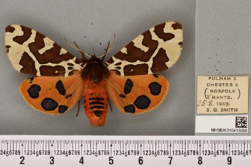 Arctia caja (Linnaeus, 1758) - NHMUK_010419268_532133