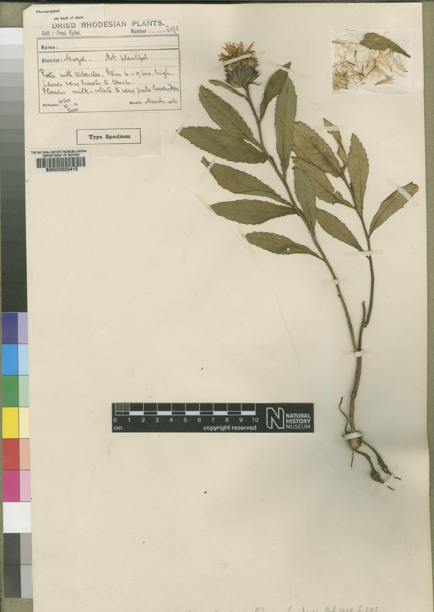 To NHMUK collection (Vernonia filipendula Hiern; Type; NHMUK:ecatalogue:4526368)