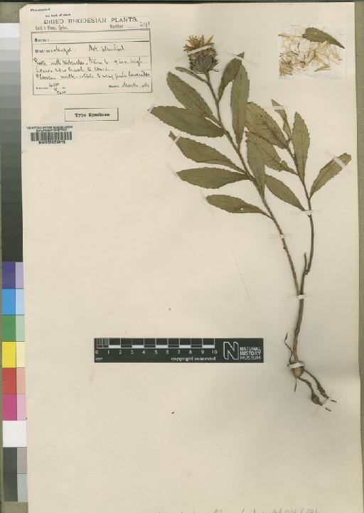 Vernonia filipendula Hiern - BM000629415