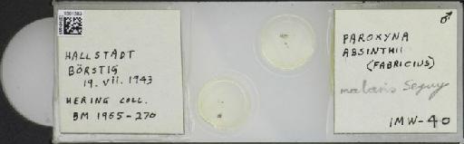 Campiglossa luxorientis (Hering, 1940) - BMNHE_1501583_57562