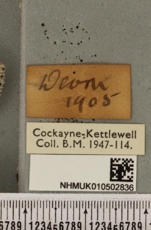 Acronicta leporina ab. melanocephala Mansbridge, 1905 - NHMUK_010502836_label_560849