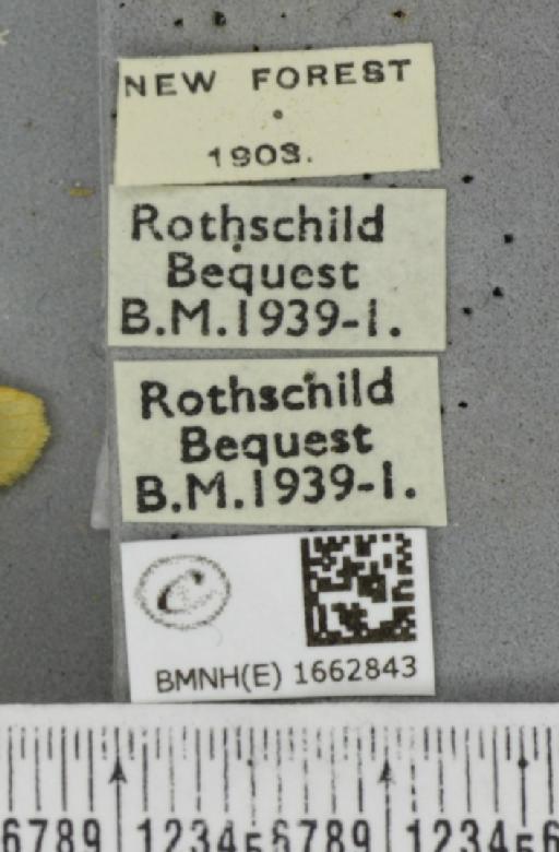 Wittia sororcula (Hufnagel, 1766) - BMNHE_1662843_label_290222