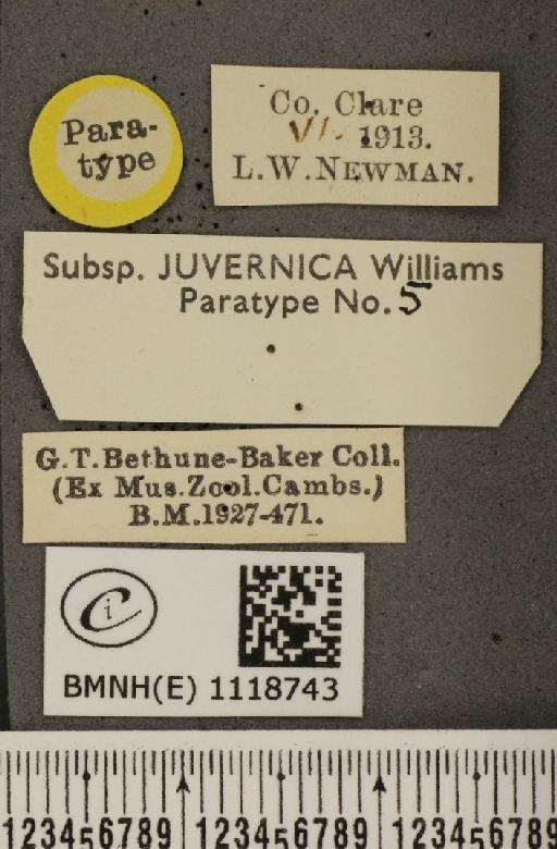 Leptidea sinapis juvernica Williams, 1946 - BMNHE_1118743_label_73944