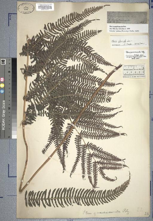 Pteris quadriaurita Retz. - Spruce - BM000777079