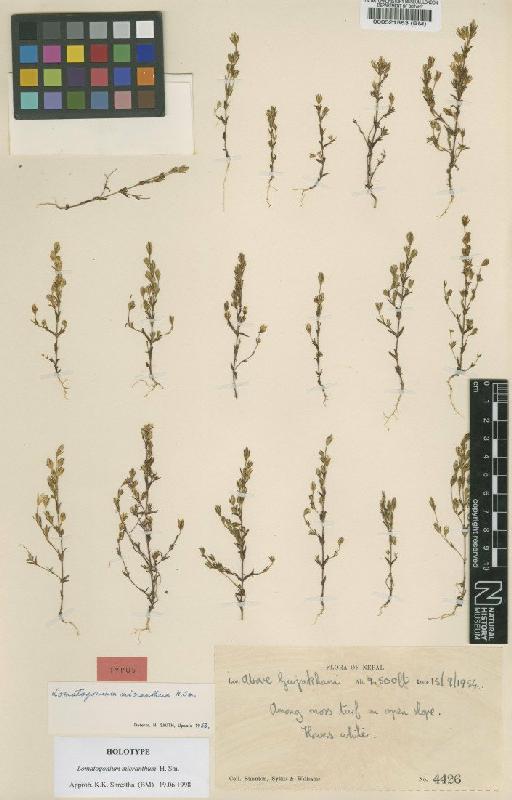 Lomatogonium micranthum H.Sm. - BM000521563