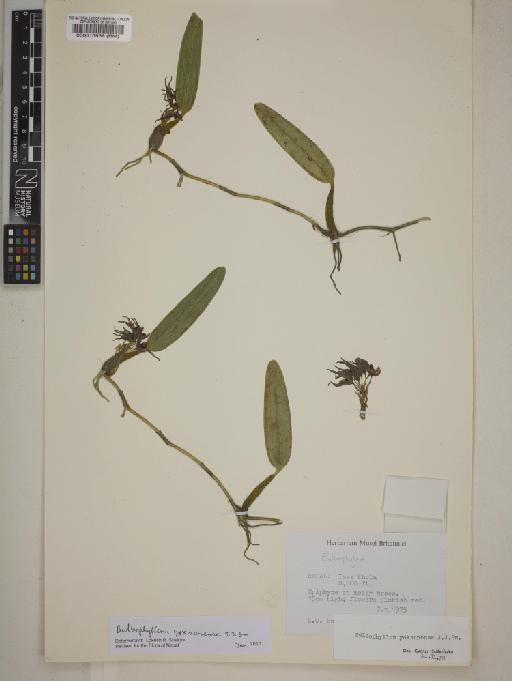 Bulbophyllum yoksunense J.J.Sm. - 000516938