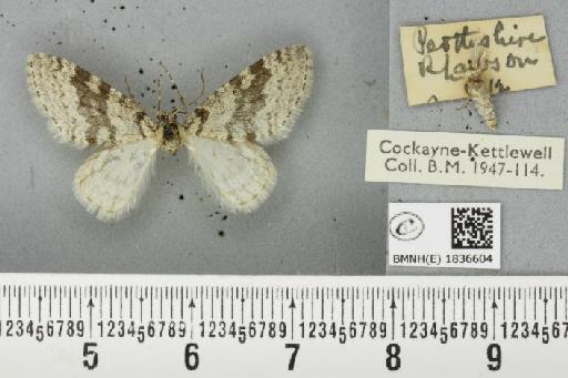 Trichopteryx carpinata (Borkhausen, 1794) - BMNHE_1836604_409308