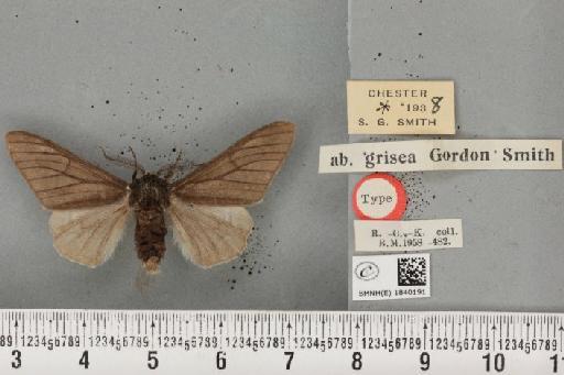 Biston betularia ab. grisea Smith, 1954 - BMNHE_1840191_413188