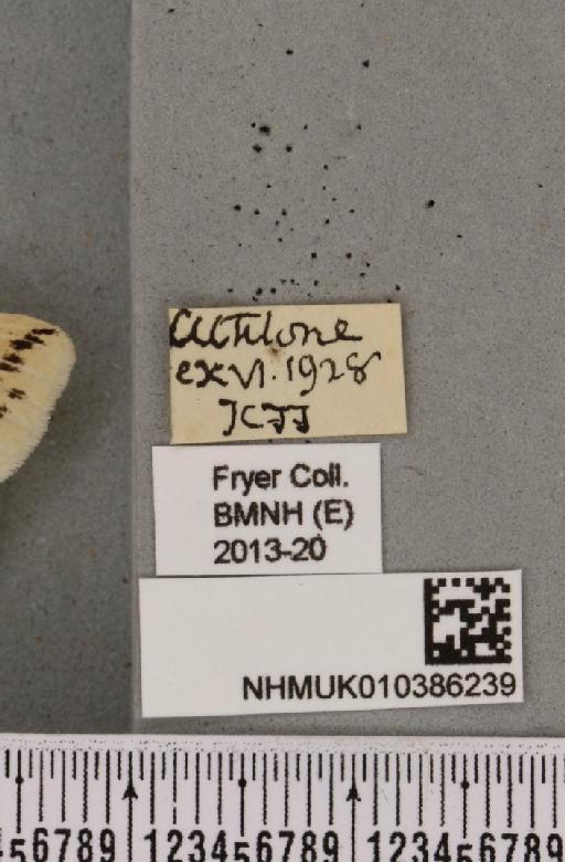Spilosoma lubricipeda (Linnaeus, 1758) - NHMUK_010386239_label_507918