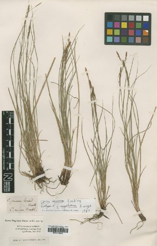 Carex juncea Willd. - BM001042085