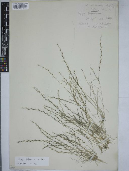 Tripogon trifidus Munro ex Hook.f. - 000070300