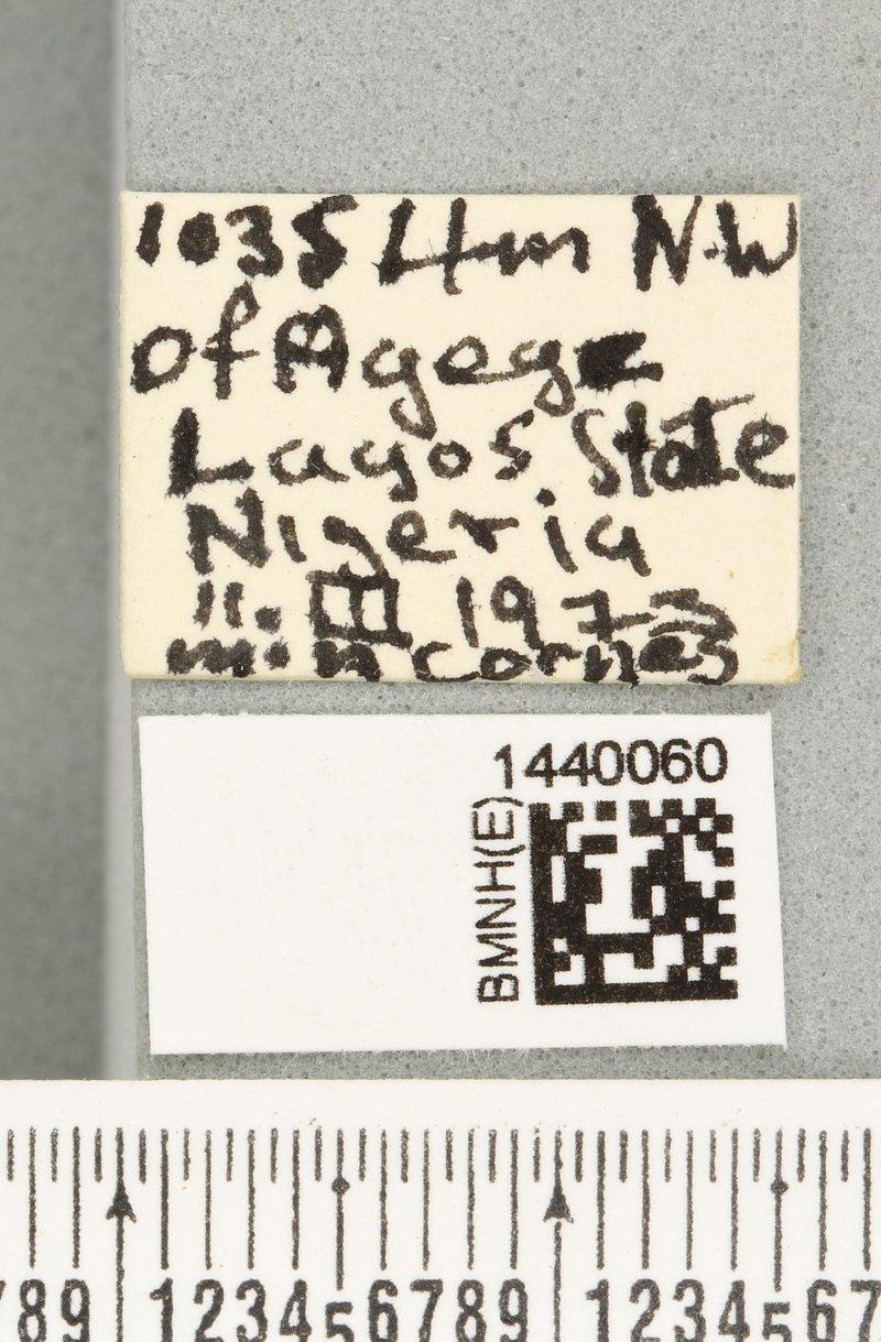 Dacus theophrastus