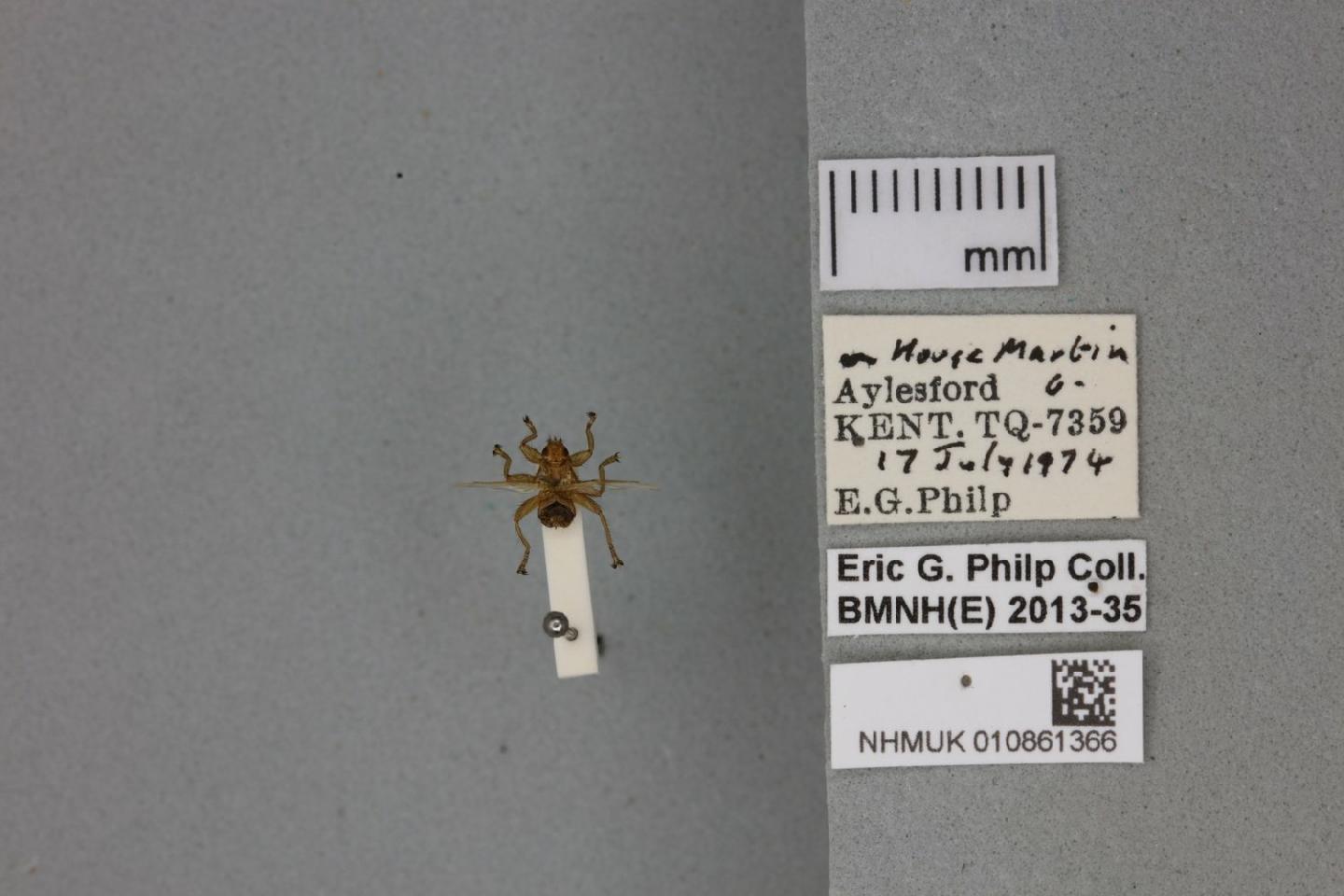 Crataerina hirundinis thumbnail