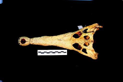 Crocodylus cataphractus - ED_M_cataphractus_1950.1.1.25(cran)